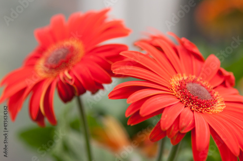 Gerbera flowers in bloom at the local conservatory