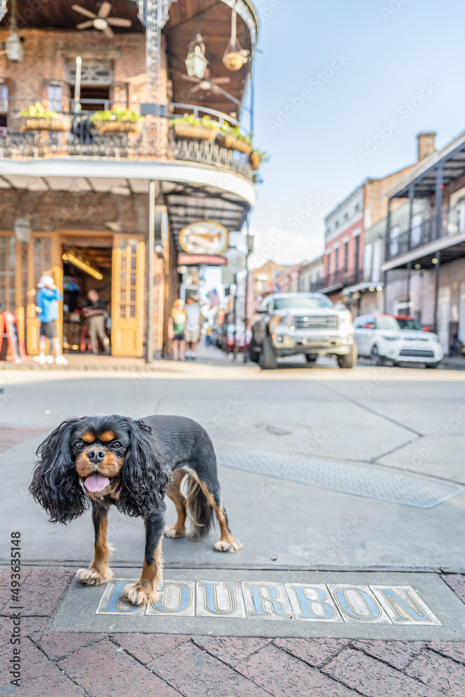 A cute dog, a Cavalier King Charles Spaniel, enjoys traveling in New Orleans, in the famous French Quarter. She stands over the street sign for Bourbon Street. Portrait Orientation.