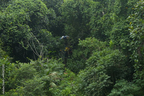 Nature Zipline 2