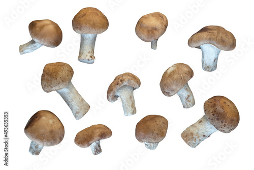 Shitake mushroom isolated on white background. Healthy plant based food diet lifestyle.