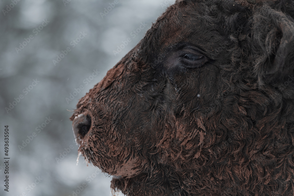 Close-up image of the Big Black Bull in the snow training to fight in the arena. The concept of bullfighting. Selective focus Close-up image of the Big Black Bull in the snow training to fight in the arena. The concept of bullfighting. Selective focus