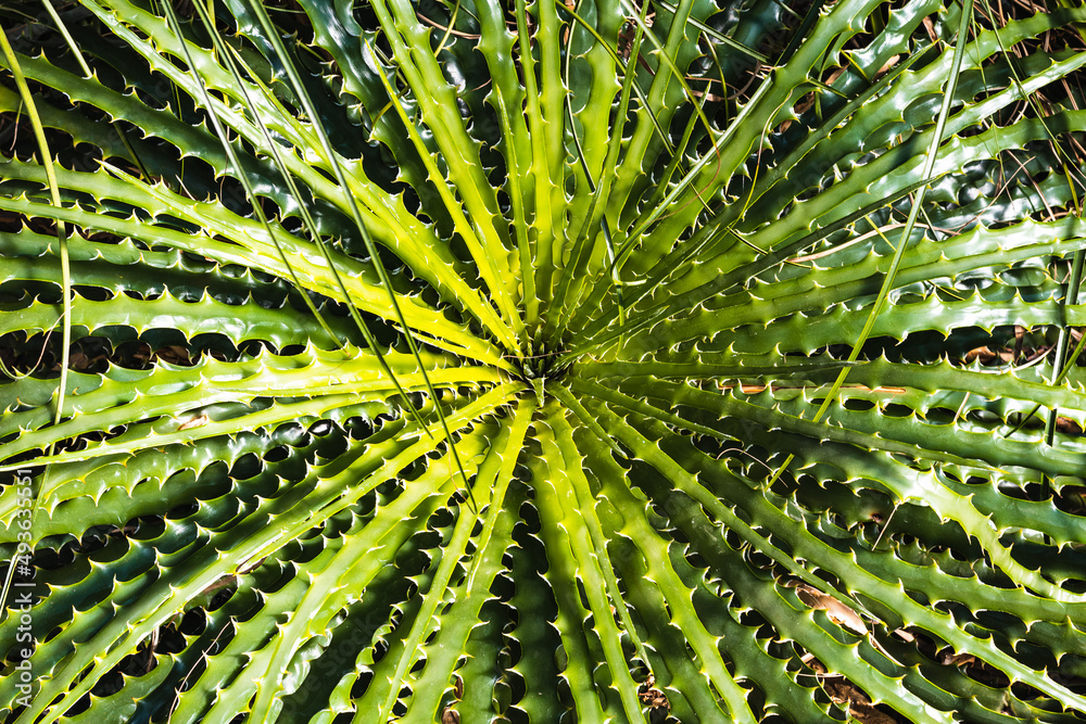 Plant with many thorny leaves