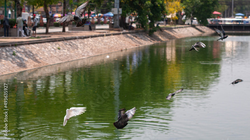 Flock of pigeons are flying down to eat food brought to the park by humans.