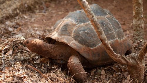 Turtle walking to feed on the ground