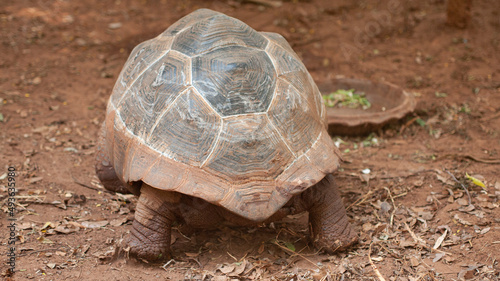 Turtle walking to feed on the ground