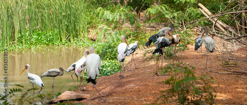 Herds of egrets are foraging on the edge of the swamp.