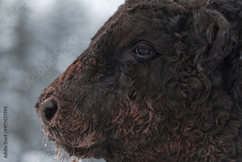 Close-up image of the Big Black Bull in the snow training to fight in the arena. The concept of bullfighting. Selective focus