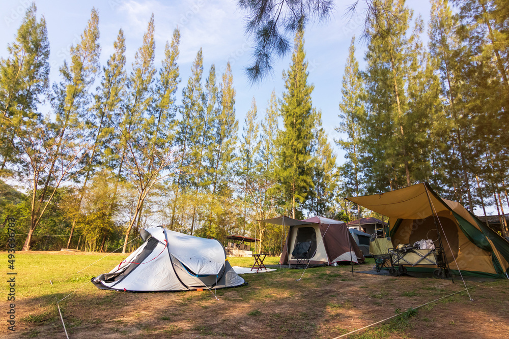 Camping and tent in pine forest a beautiful natural place with trees and green grass.