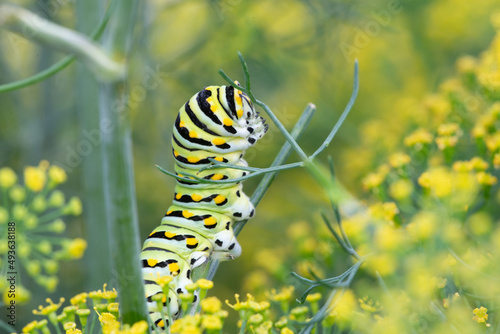 Parsley worm parsley caterpillar eating dill to prepare for creating a cocoon to become a Swallowtail Butterfly