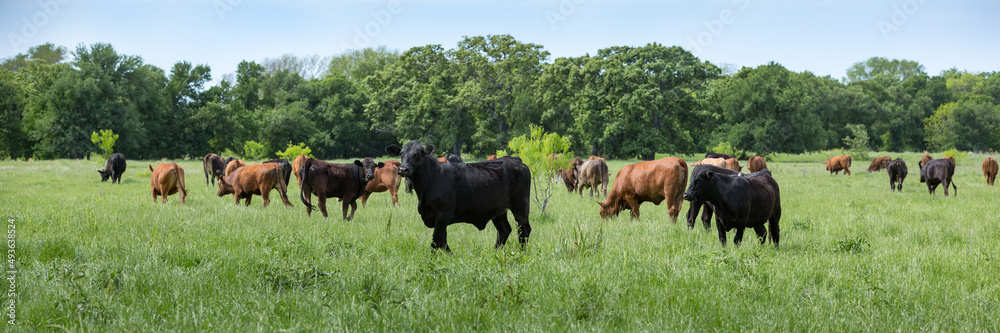 Herd of cows grazing on green pasture on the beef cattle ranch