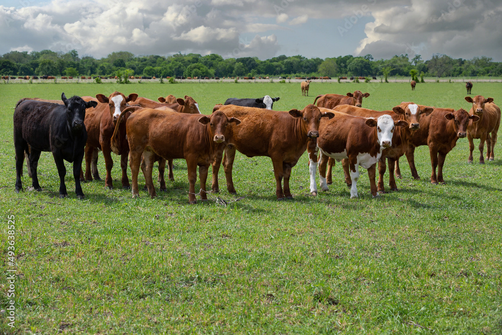 Herd of stocker cows grazing on green pasture on the beef cattle ranch Herd of stocker cows grazing on green pasture on the beef cattle ranch