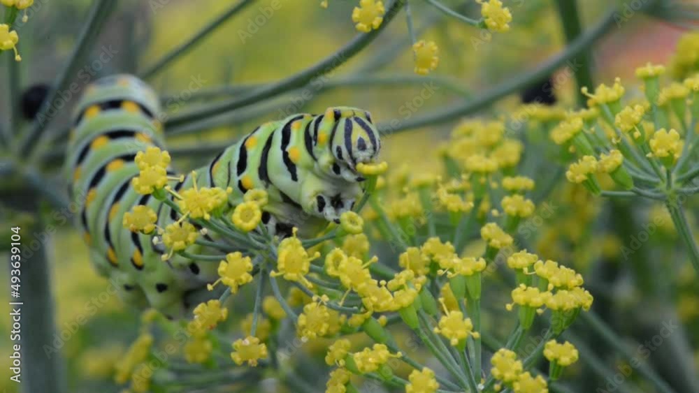 Parsley worm parsley caterpillar eating dill to prepare for creating a
