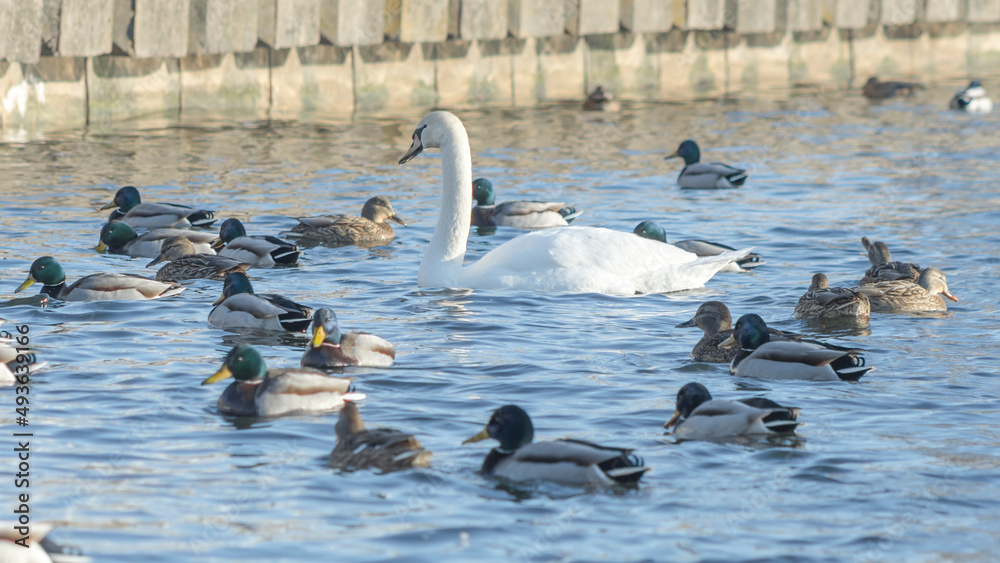 Fototapeta premium Swan and ducks on frozen river. Flock of wild ducks and swans swims in the pond. Wintering of wild birds in the city.