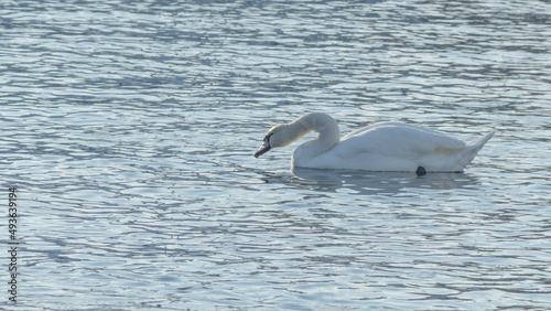 The lonely beautiful white swan is swimming in winter river. Wintering swan in the city river. Ornitology concepts.