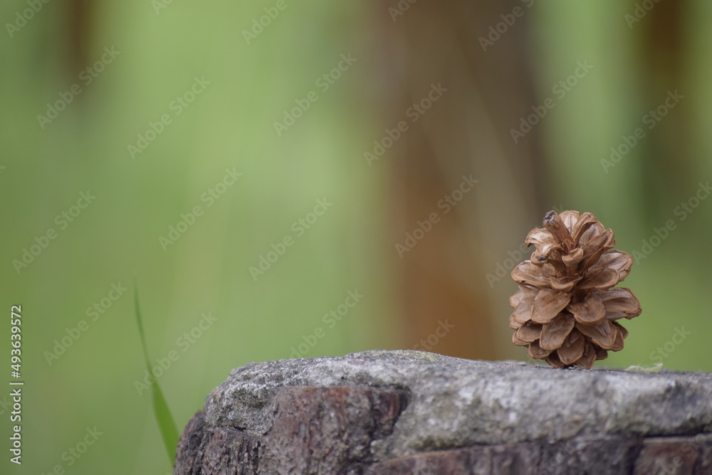 pine cones on a tree