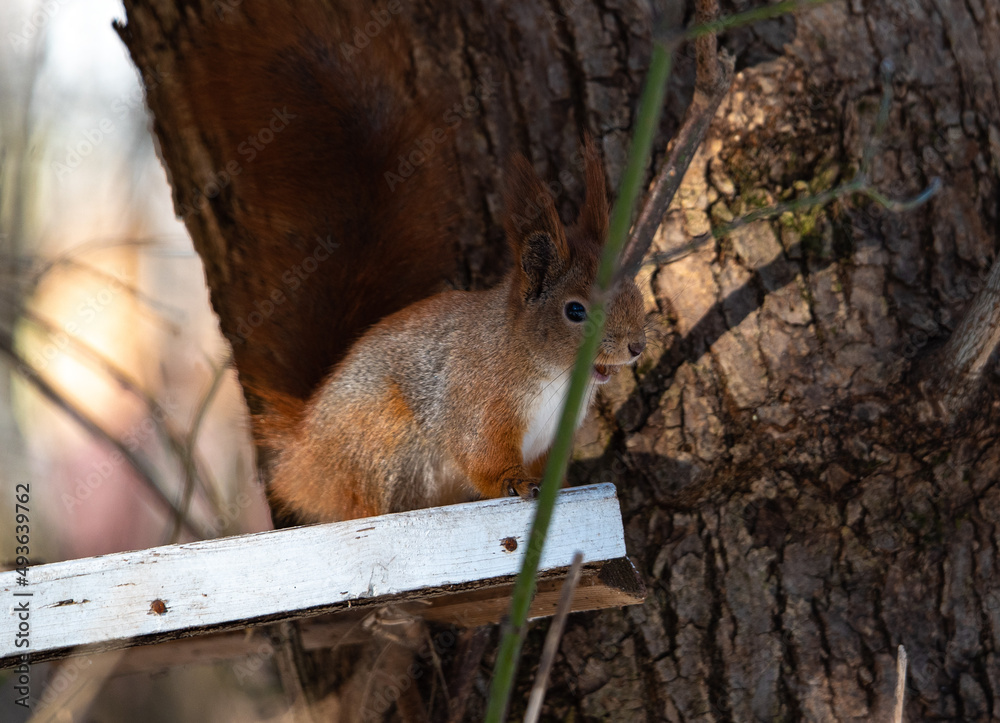 Obraz premium the squirrel is sitting in the feeder