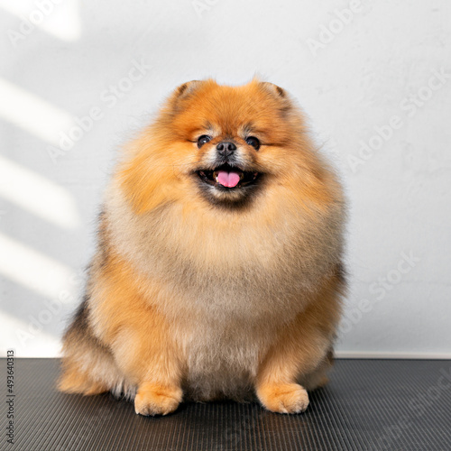 Charming red german small spitz sits on the table after grooming. 
