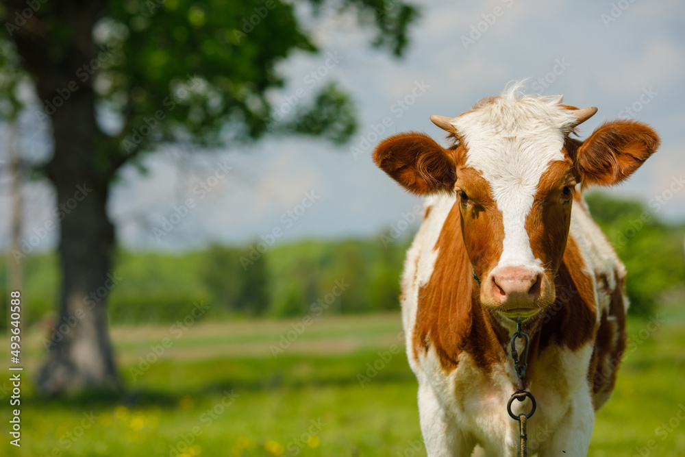 happy cow grazes on a green meadow. Cow farm. Milk's farm 