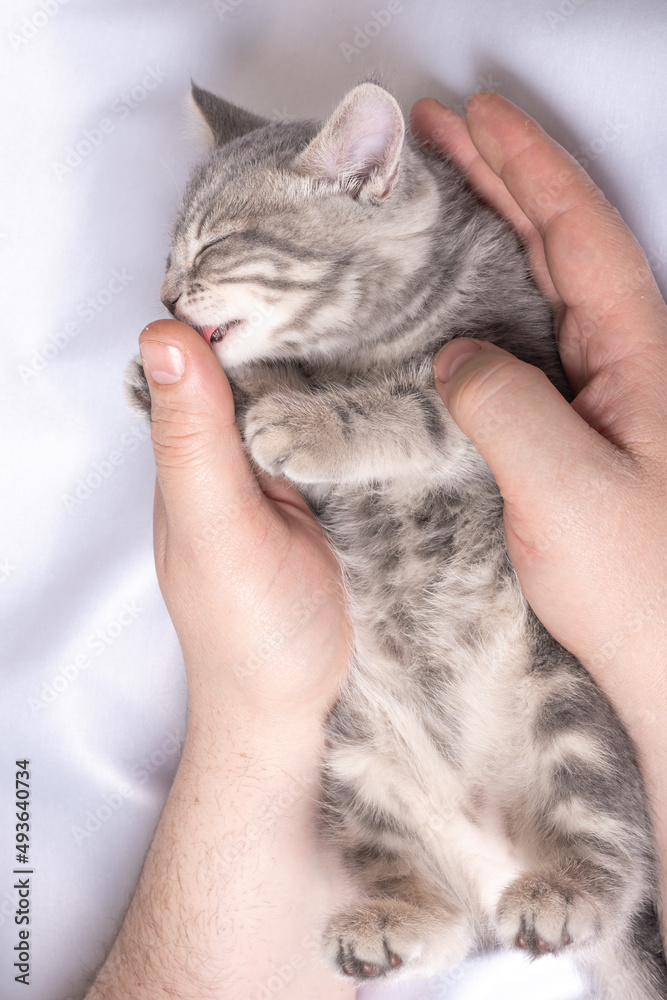 A small blind newborn kitten sleeps in the hands of a man on a white bed, top view. The kitten licks the man's finger with its tongue. Caring for pets concept A small blind newborn kitten sleeps in the hands of a man on a white bed, top view. The kitten licks the man's finger with its tongue. Caring for pets concept