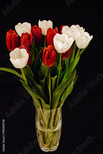 Bouquet of tulips on a black background. White and red tulips on a black background. Bouquet of tulips in a vase