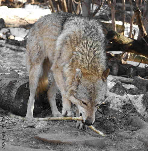 Eurasian wolf  Canis lupus lupus  with stick in forest in spring
