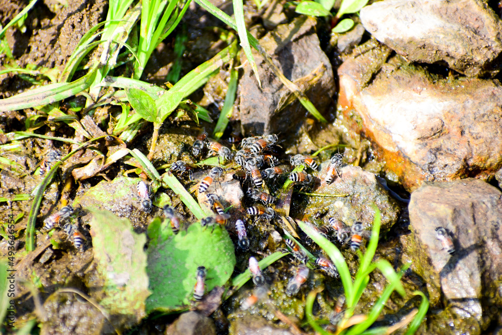 honey bees on the ground, Honey bees are drinking water together. honey bees on the ground, Honey bees are drinking water together.