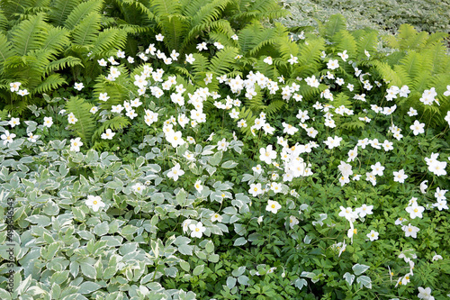 The combination of perennial flowering plants. Shade tolerant and ground cover plants grow under trees. Ideas for the garden. Modern flower beds. Landscaping.