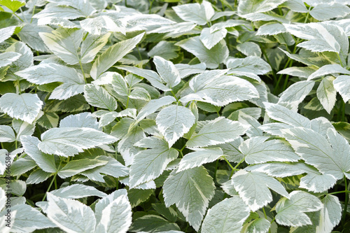 Green, white twigs and leaves of ornamental, deciduous plant Aegopodium podagraria Variegata. Photo for the catalog of plants of the garden center or plant nursery. Sale of green space. Close-up