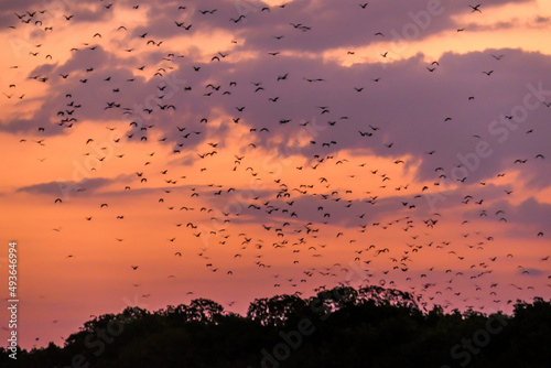 Sunda Flying Foxes flying out of their cave in search for food during sunset in Komodo National Park, Indonesia. The sky is full of gigantic bats. Sky is exploding with sunset colors. Natural habitat photo
