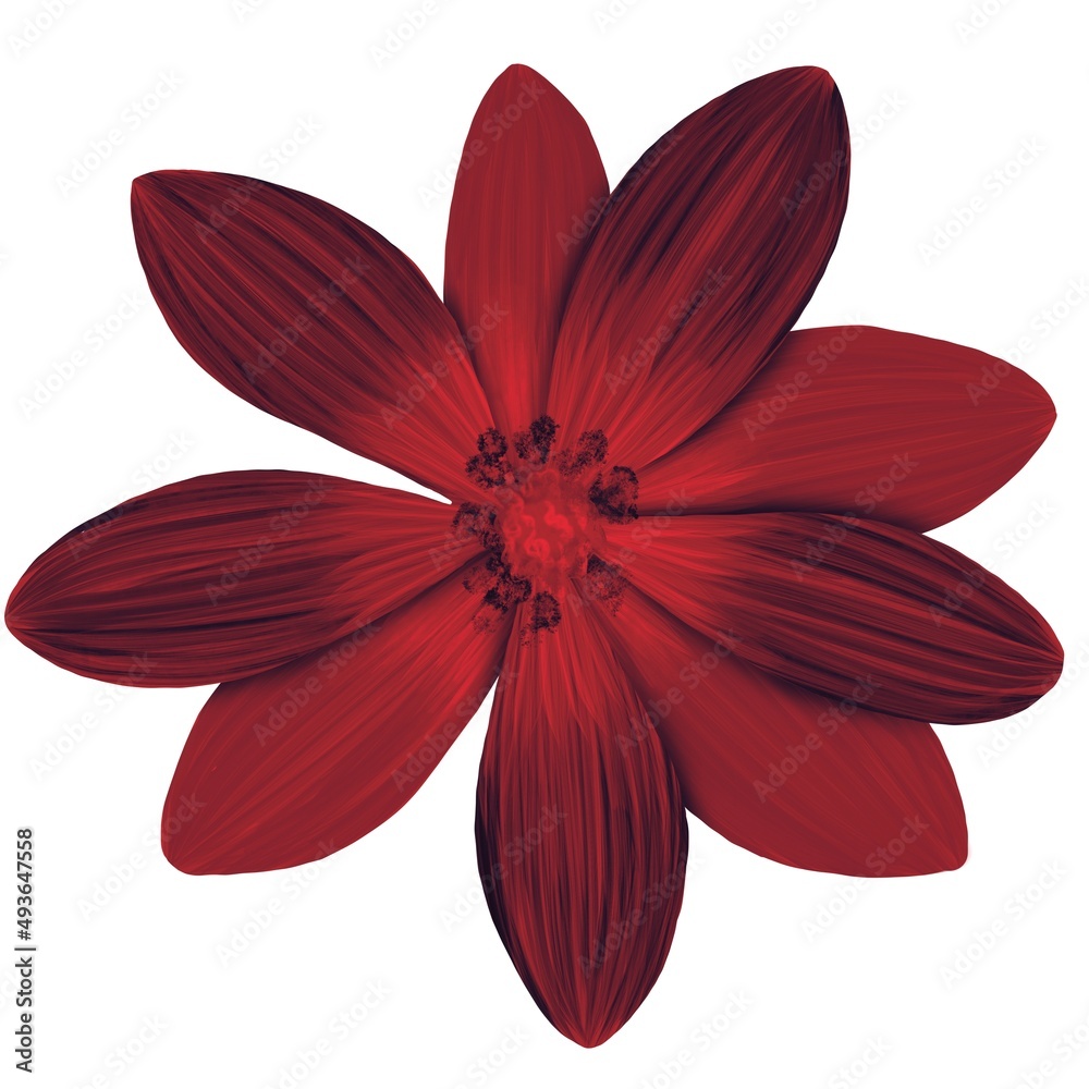 flower isolated on white background flower isolated on white background
