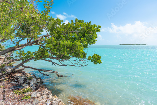 Green plants and turquoise water in the Florida Keys
