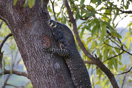 Australian large lace monitor lizard or tree goanna in a tree