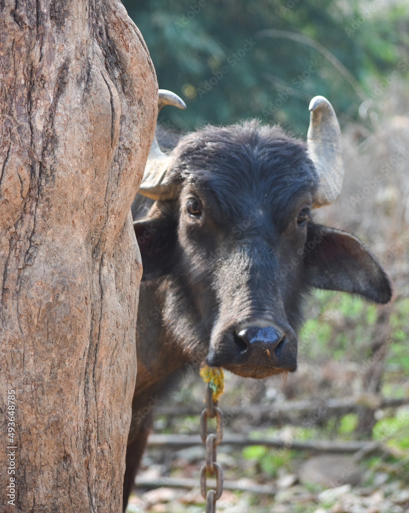 Closeup of a black buffalo facing to the camera. Closeup of a black buffalo facing to the camera.