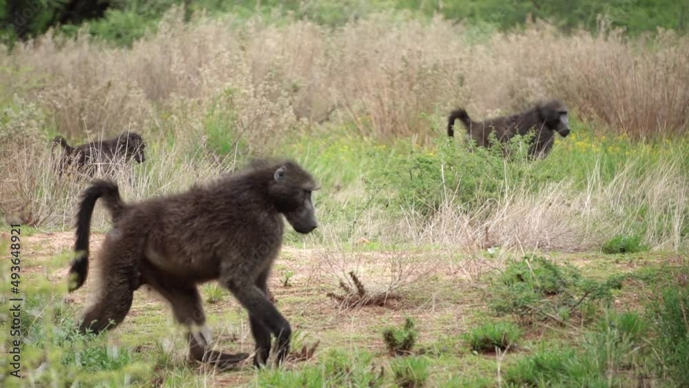 baboons is walking. monkey family baboons is walking. monkey family