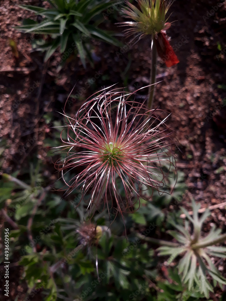 It is the seed of the Pulsatilla koreana (Pasqueflower)