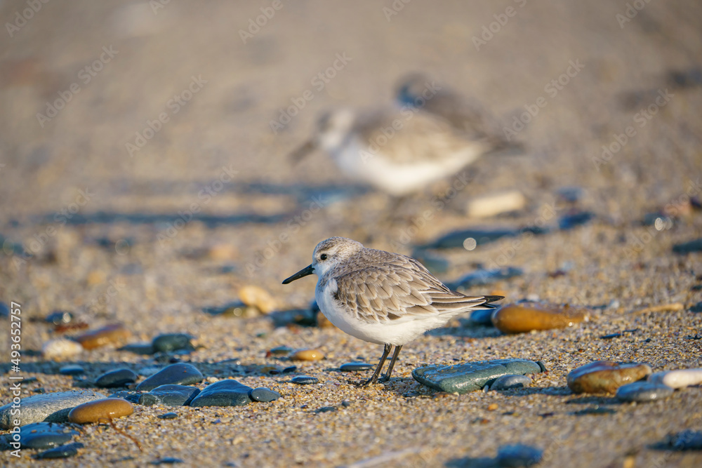 Sanderling (Calidris alba) feeding on the sand beach by the sea Sanderling (Calidris alba) feeding on the sand beach by the sea