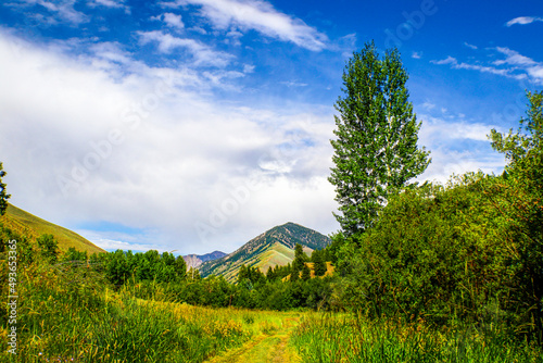 The path not taken - Utah Landscape with meadow trail leading through woods to mountains photo