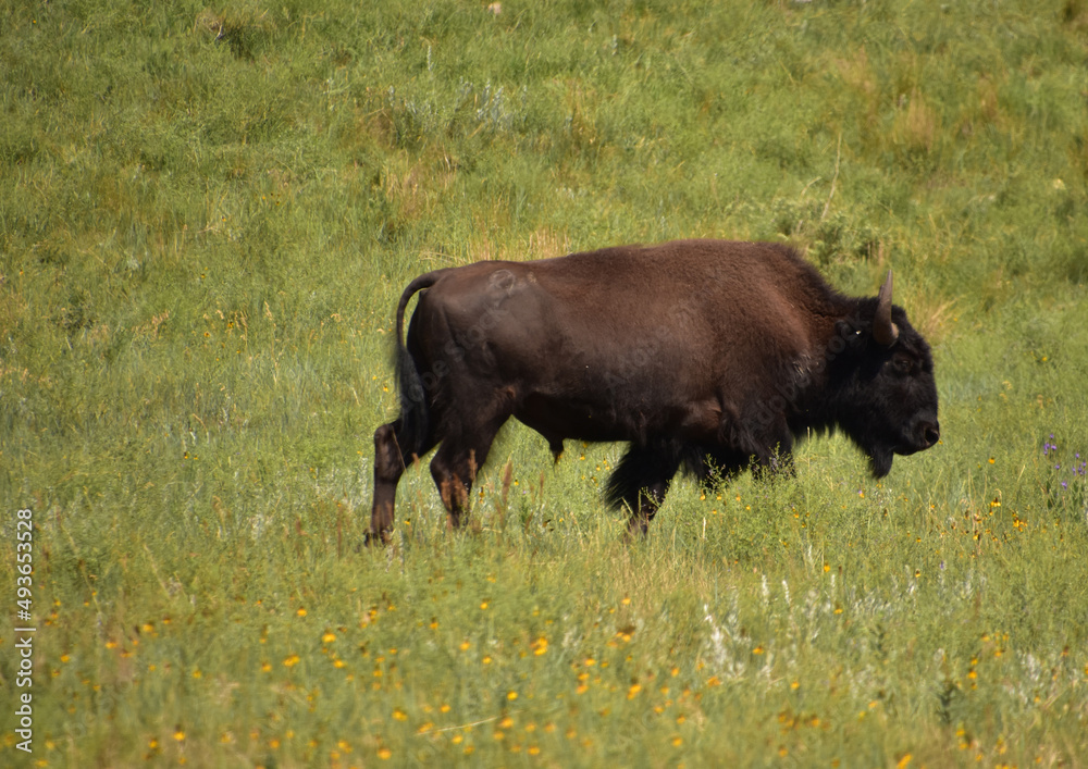 Young Bison Grazing in a Grass Filled Field