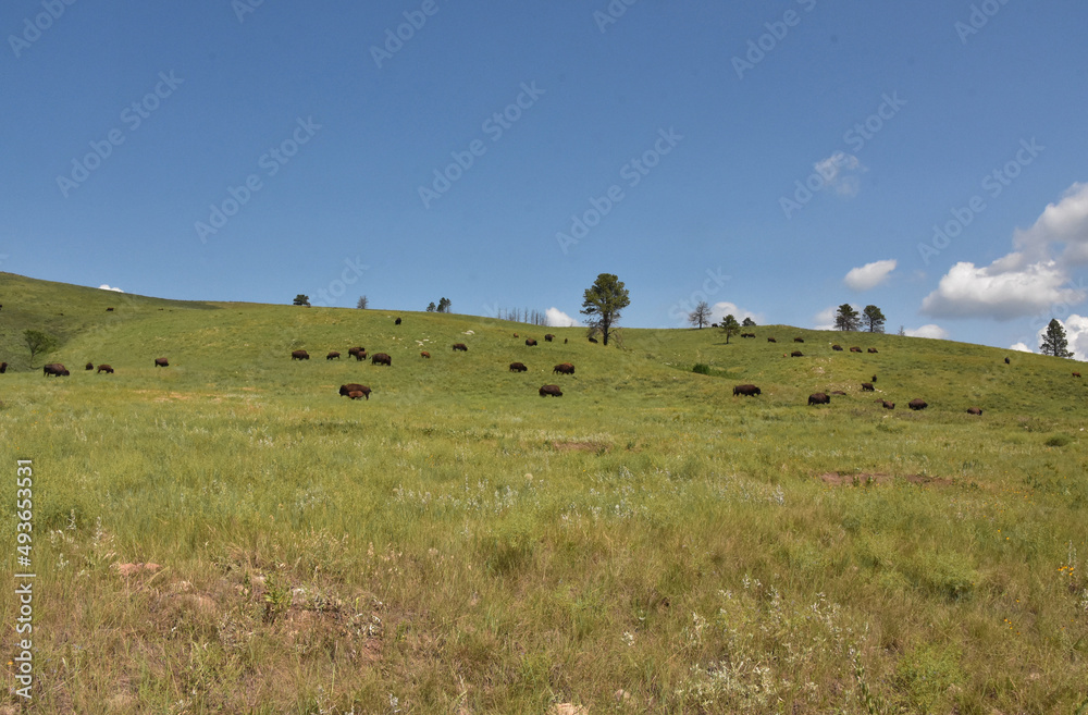 Summer Landscape with a Herd of Grazing Bison Summer Landscape with a Herd of Grazing Bison