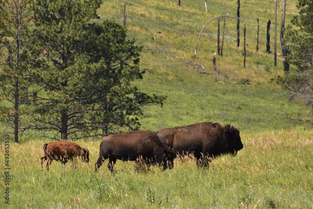 Migrating Trio of American Bison Grazing in the Summer