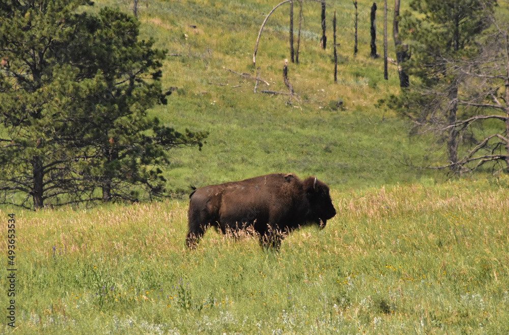 Lone Bison in a Field by the Woods