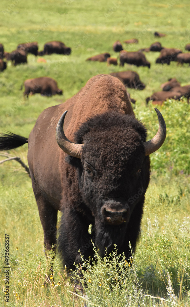 Looking into the Face of an American Buffalo Looking into the Face of an American Buffalo