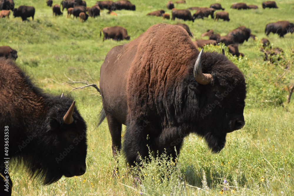 Herd of Bison in a Very Large Field