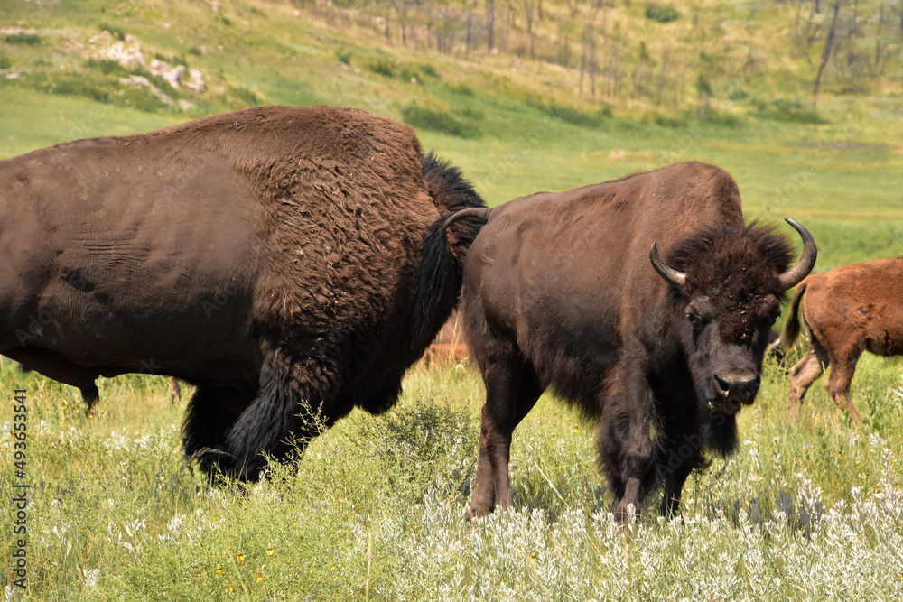 Young American Buffalo Standing with a Bison Bull