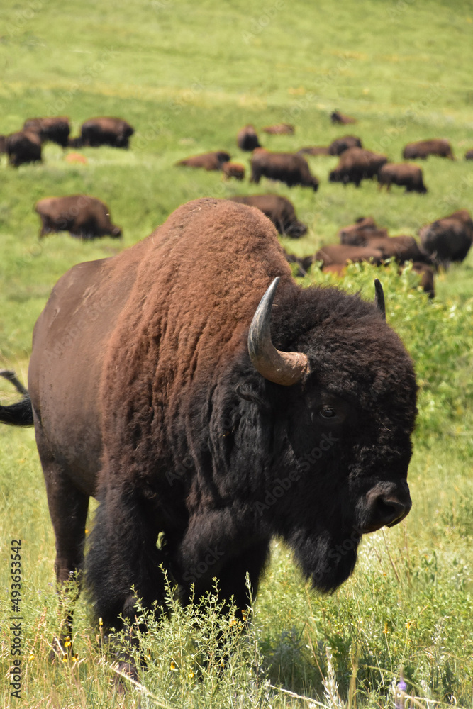 Large American Bison Bull in a Field