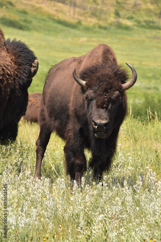 Mosquitos on the Face of an American Buffalo