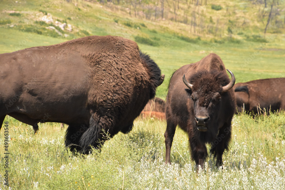 Bison Bull with a Juvenile Bison in a Field