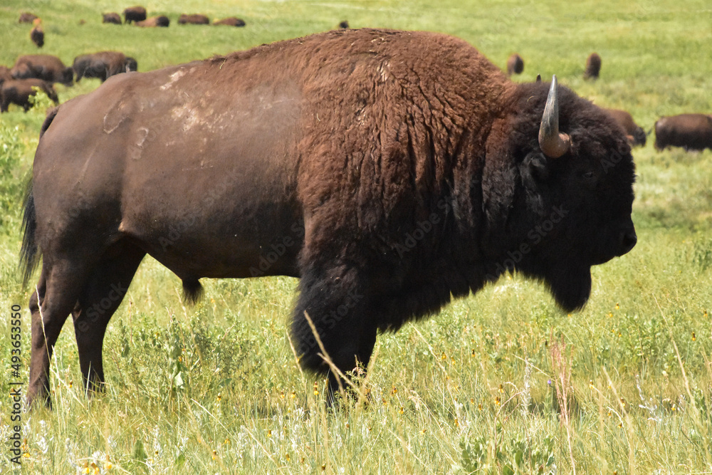 Side Profile of a Bison Bull in the Summer