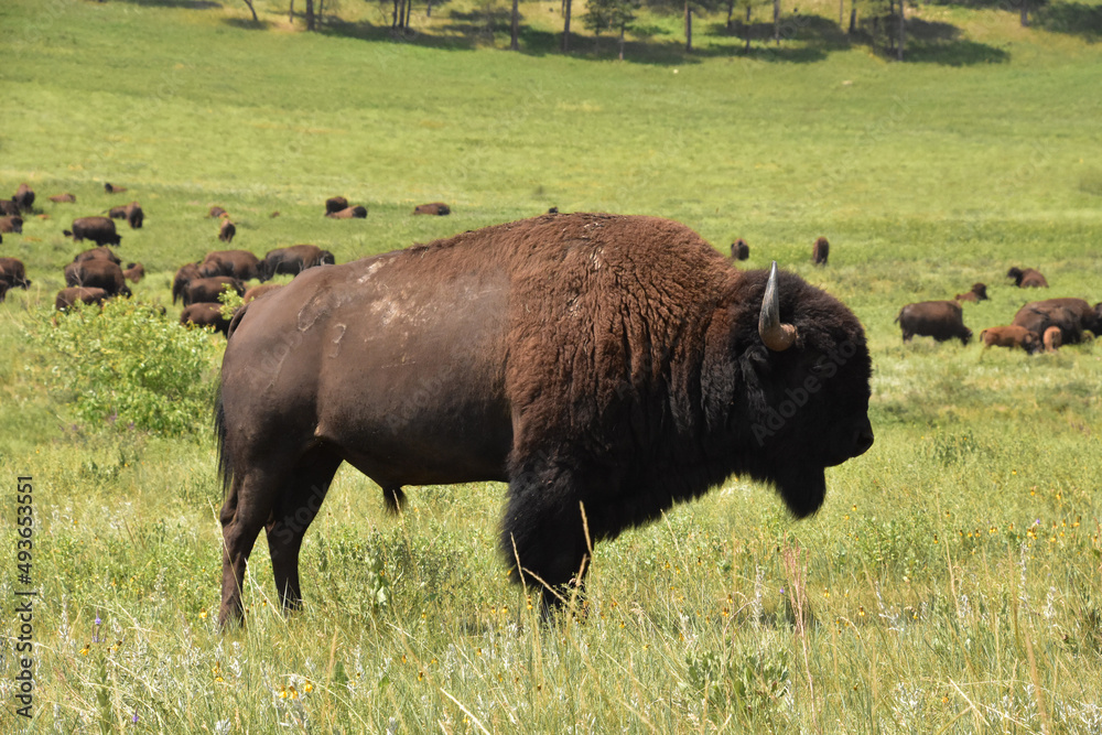 Large Grazing Herd of Bison in the Summer