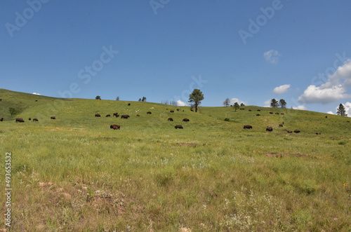 Herd of Grazing American Buffalo in a Grass Field © dejavudesigns